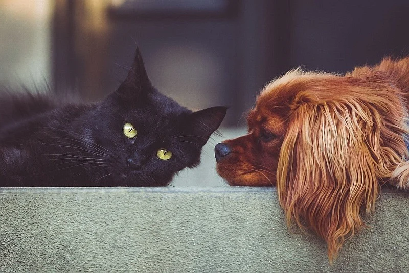 Přátelé ze zahraničí vaše znalosti jazyka rychle zlepší.