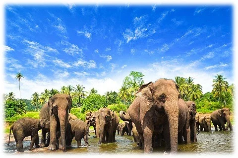 Sri Lanka 02