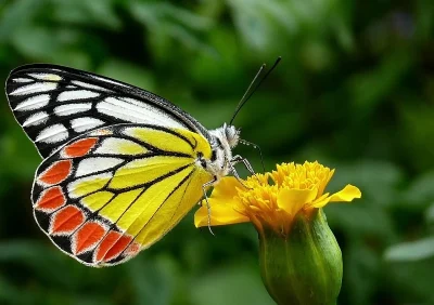 Typický německý Schmetterling.